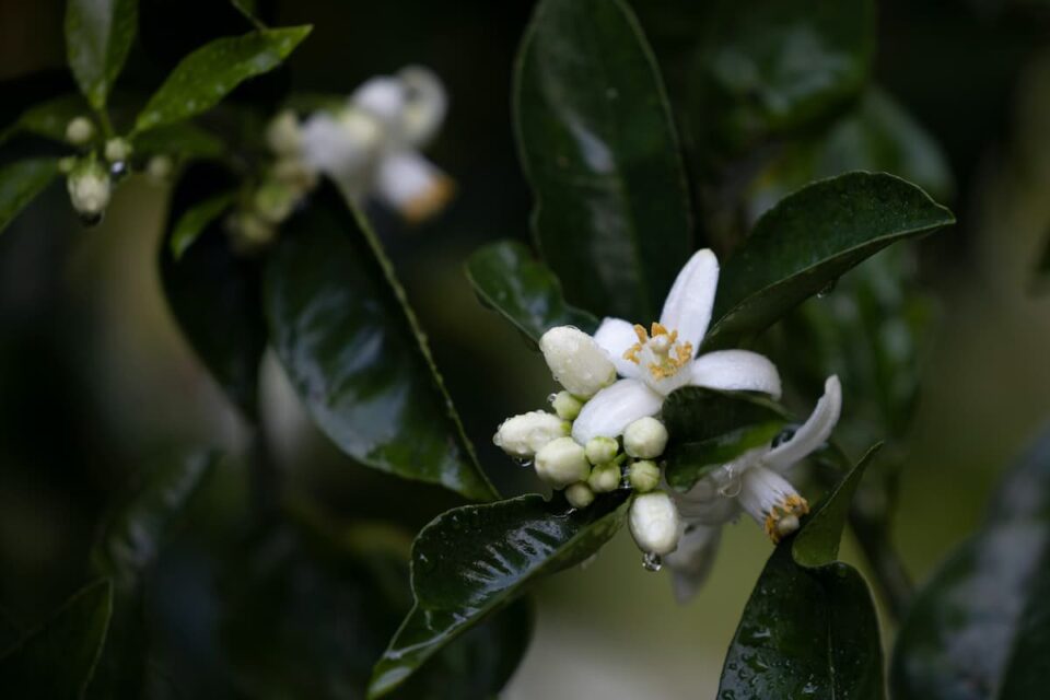 How to Identify an Orange Tree Minneopa Orchards