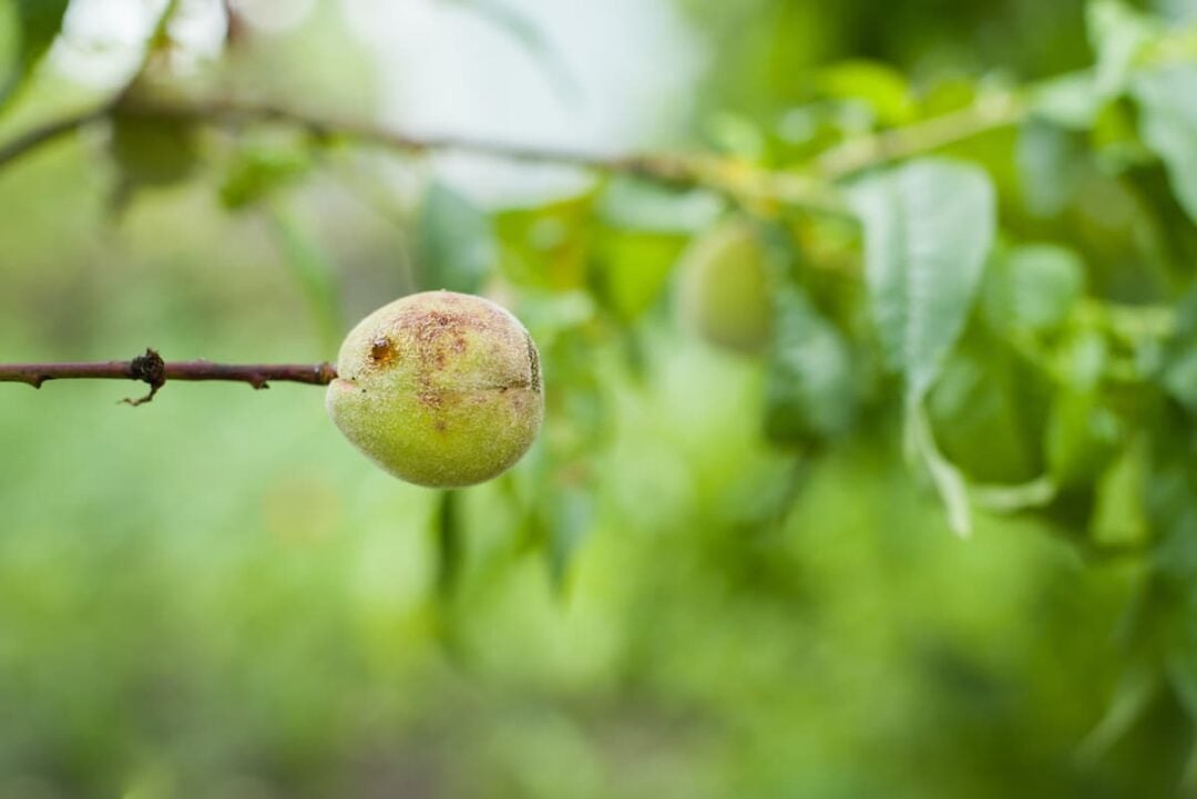 How to Identify and Treat Peach Tree Diseases Minneopa Orchards