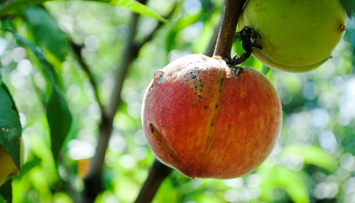How to Identify and Treat Peach Tree Diseases Minneopa Orchards