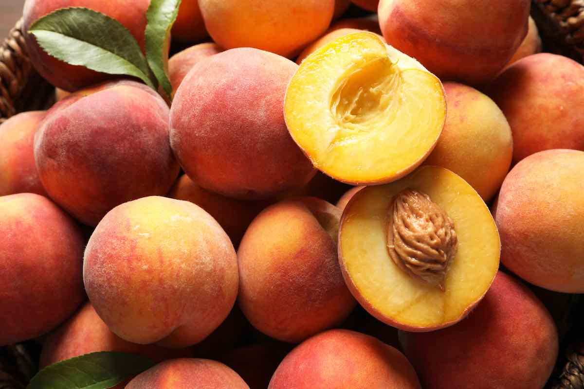 6 Great Tips to Learn How to Harvest Peaches Minneopa Orchards