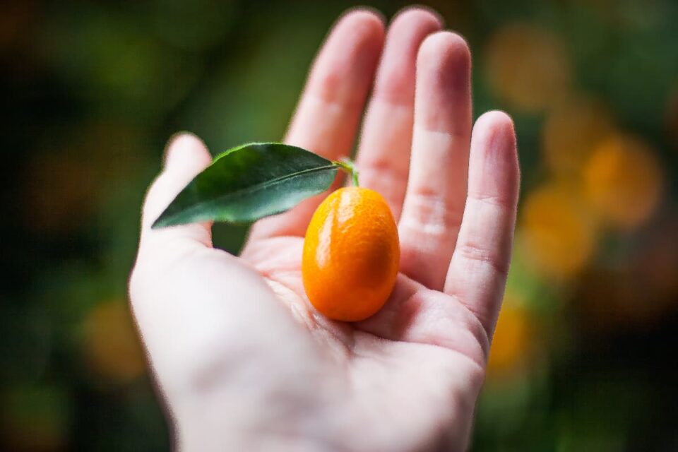 All About the Nagami Kumquat Minneopa Orchards