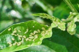 How to Identify and Get Rid of Watermelon Pests - Minneopa Orchards
