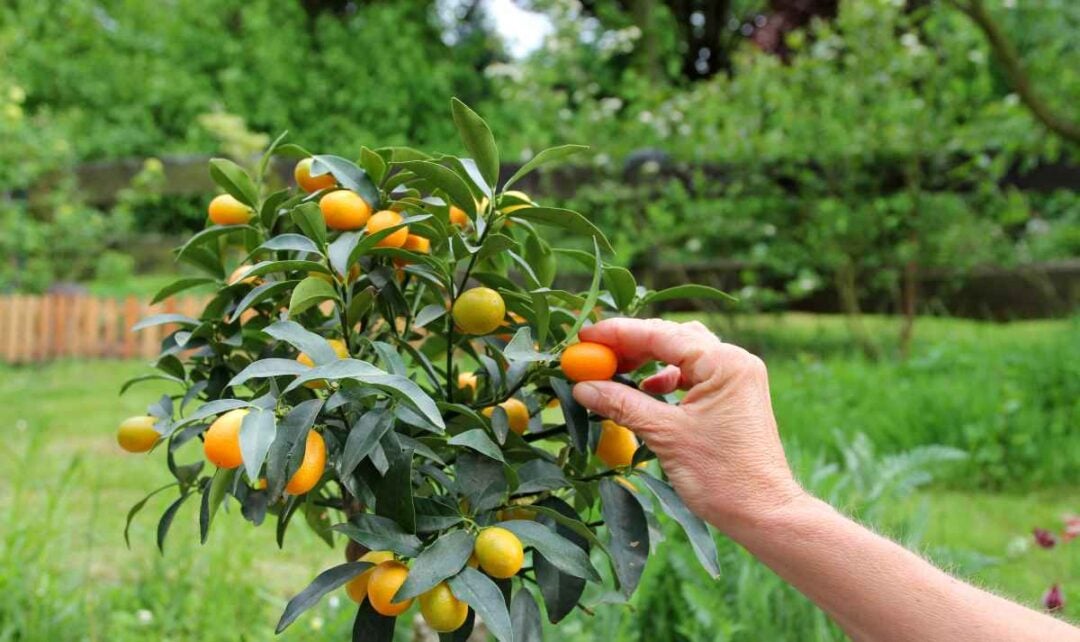 Nordmann Kumquats Everything You Need to Know About This Delicious