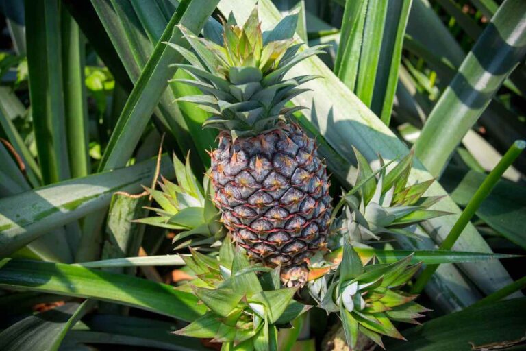 4 Important Tips For How to Harvest Pineapple Minneopa Orchards