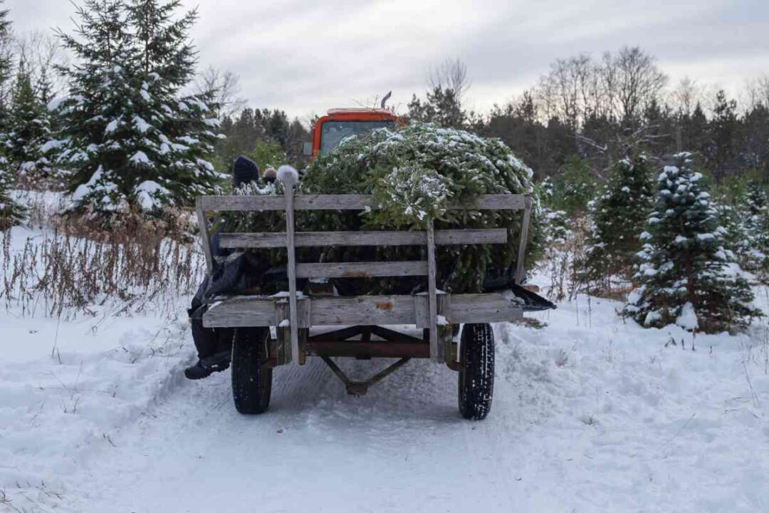 The 10 Best Christmas Tree Farms in Rhode Island Minneopa Orchards