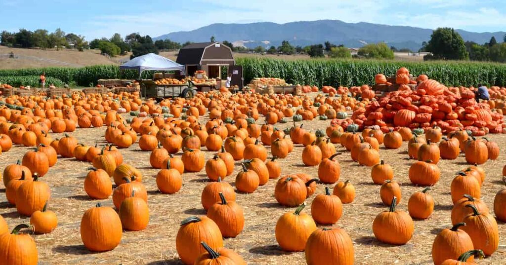 A Southern California pumpkin patch.