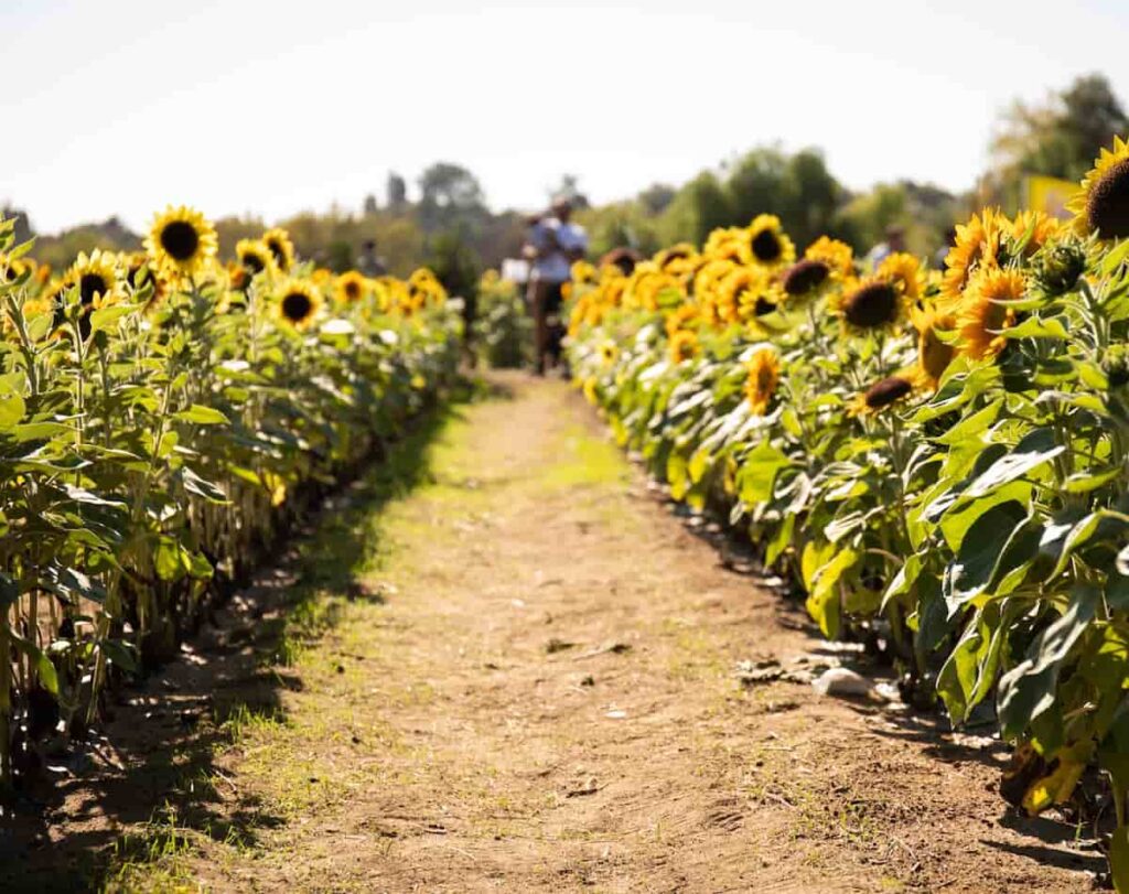 A sunflower field -- sunflowers are found at some pumpkin patches in California.