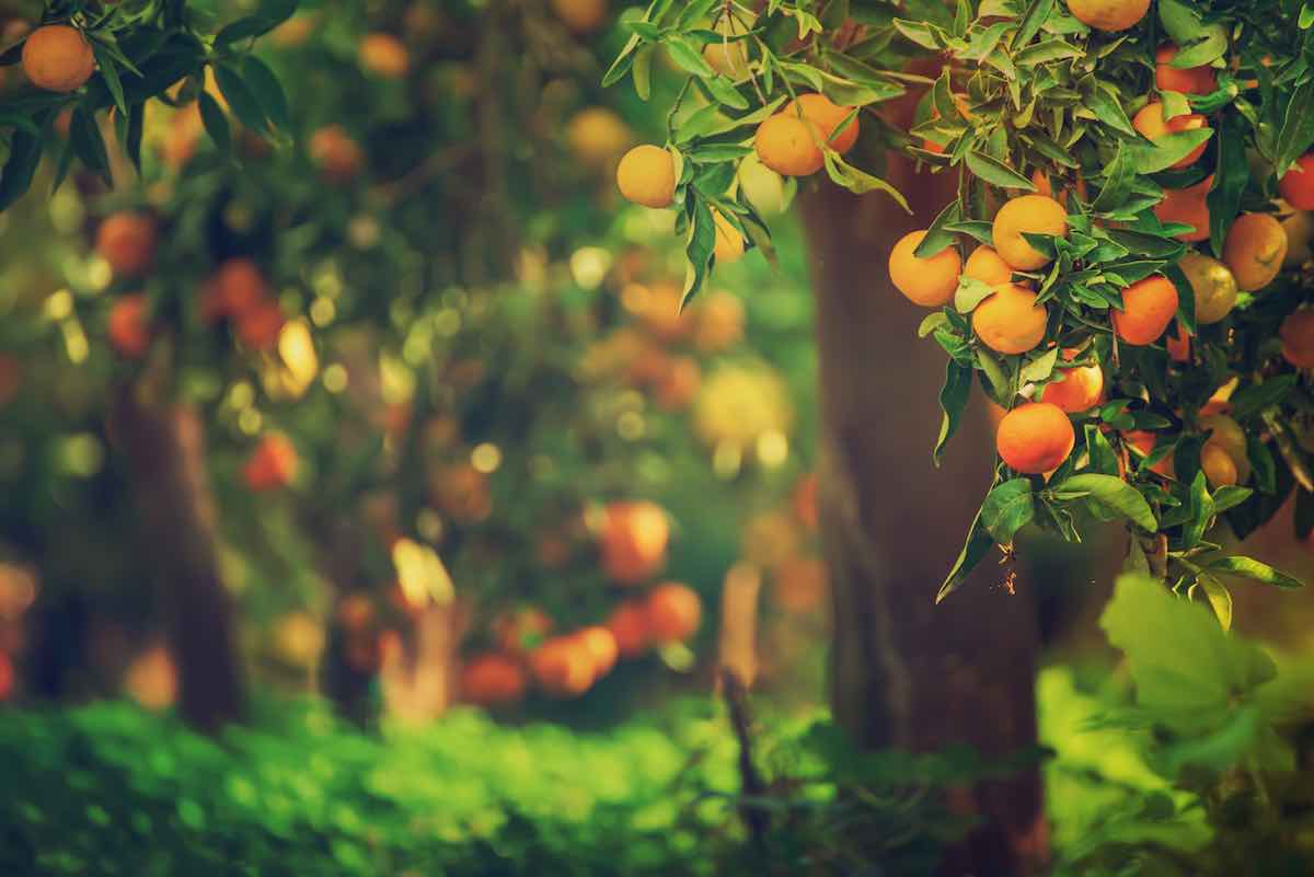 7 Important Facts About The Dancy Tangerine Minneopa Orchards