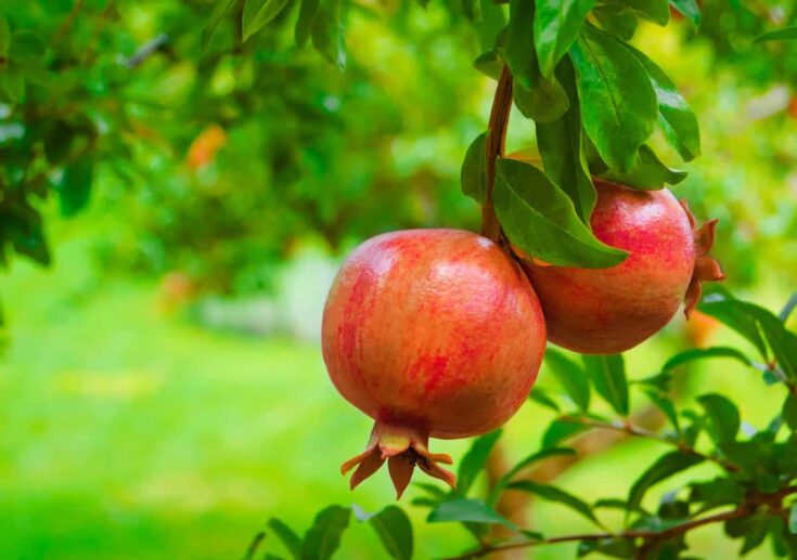 The Best Fertilizer for Pomegranate Trees Minneopa Orchards