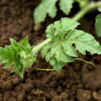 The Best Soil for Watermelons