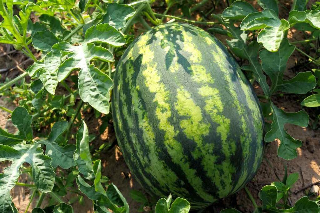 Planting Watermelon