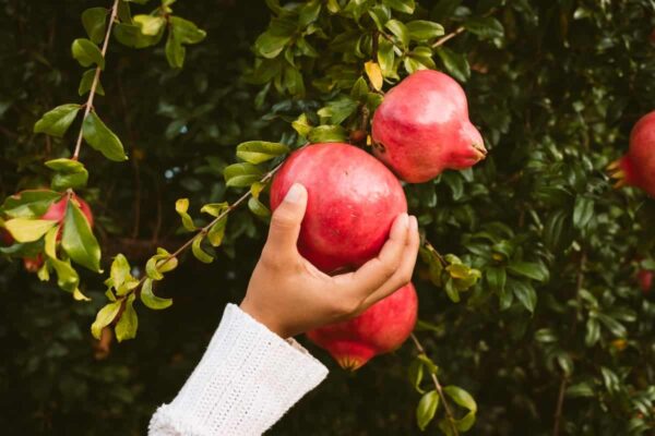 When to Pick Pomegranates: A Guide To Pomegranate Harvesting - Minneopa ...