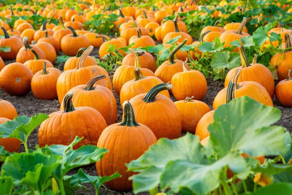The 4 Best Pumpkin Patches in Wyoming Minneopa Orchards