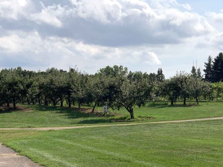 Aamodt's Apple Farm An Amazing Minnesota Apple Orchard Minneopa Orchards