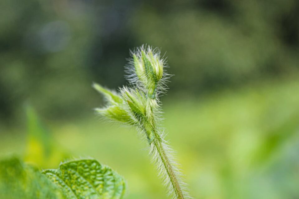 Black Turtle Beans Minneopa Orchards