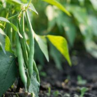Bush beans