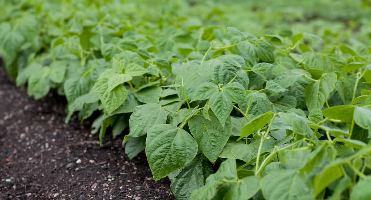 All About Jade Bush Beans Minneopa Orchards