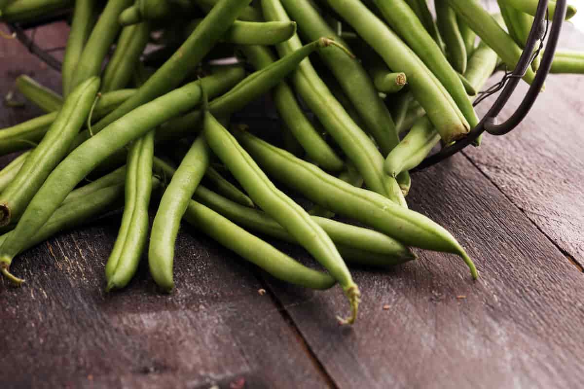 Black Valentine Bush Beans Minneopa Orchards