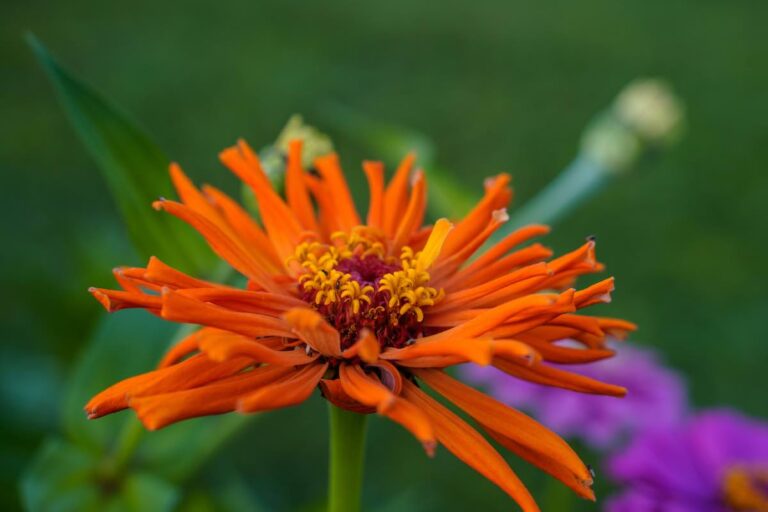 5 Important Facts About The Cactus Zinnia Minneopa Orchards