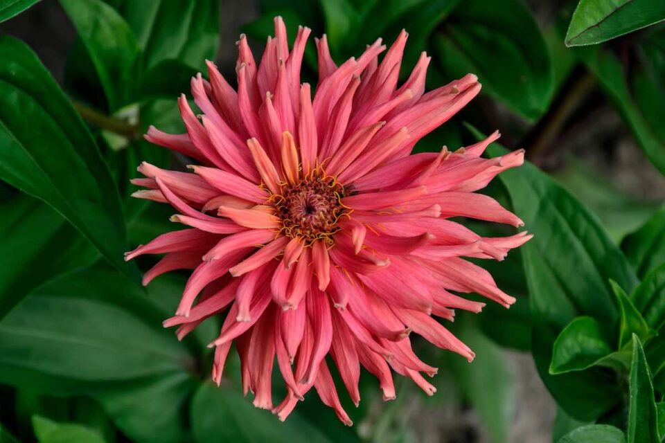 5 Important Facts About The Cactus Zinnia Minneopa Orchards