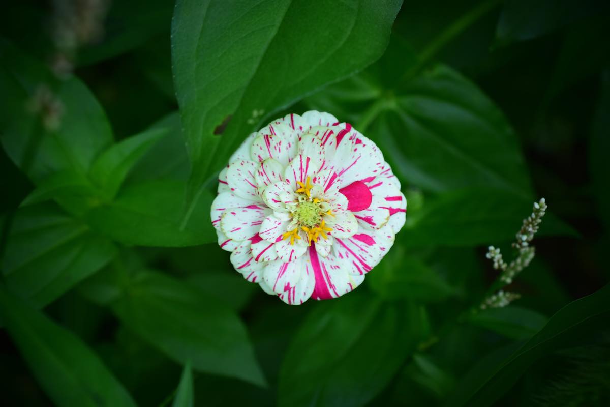 3 Important Facts About The Candy Cane Zinnia Minneopa Orchards