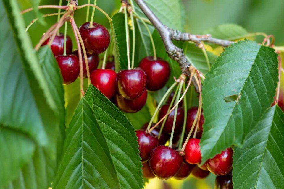 4 Best Tips For How to Harvest Cherries Minneopa Orchards