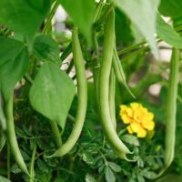 Closeup of bush bean pods.