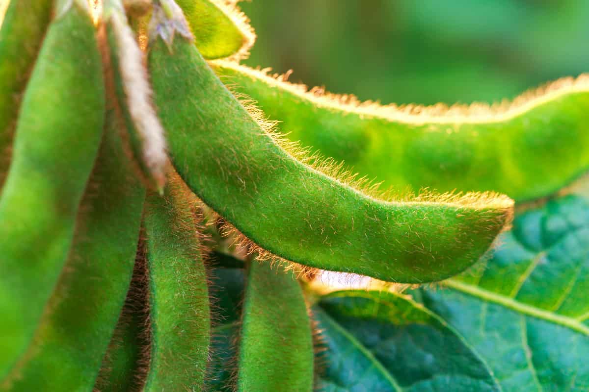 Black Soybeans Minneopa Orchards