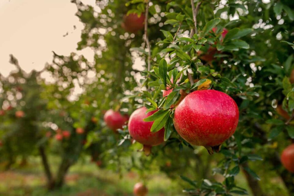 Growing Organic Fruit Trees How to Optimize Health and Yield Without
