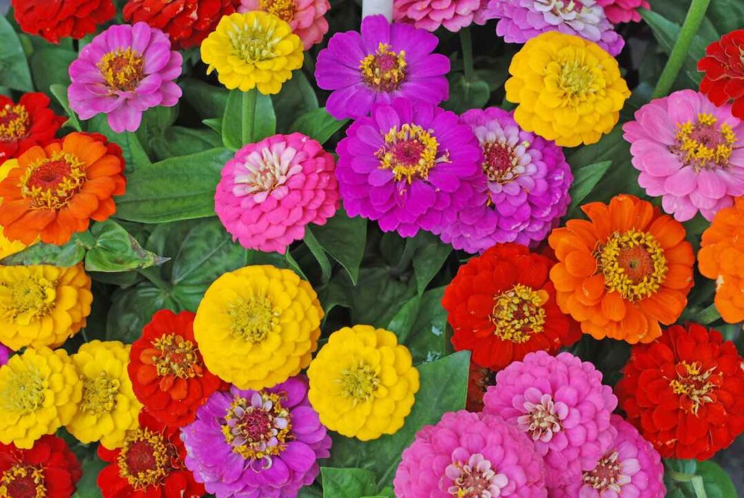 How to Deadhead Zinnia in 3 Easy Steps Minneopa Orchards