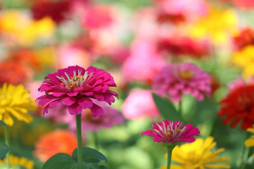 How to Deadhead Zinnia in 3 Easy Steps Minneopa Orchards