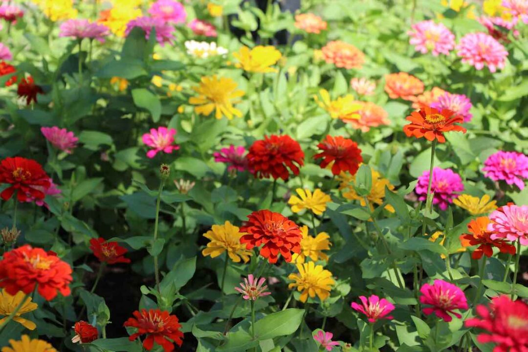How to Deadhead Zinnia in 3 Easy Steps Minneopa Orchards