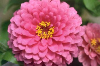 Dreamland Zinnias: Everything You Need to Know About These Incredible