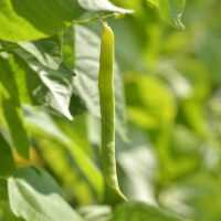 Closeup of green bean pod.