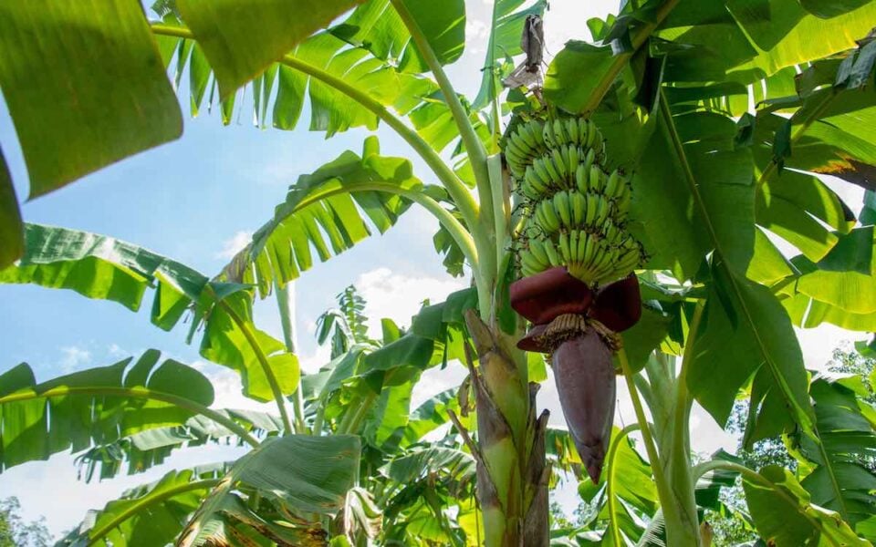 How to Harvest Bananas 4 Important Things to Look For Minneopa Orchards
