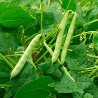 Closeup of kidney bean pods.