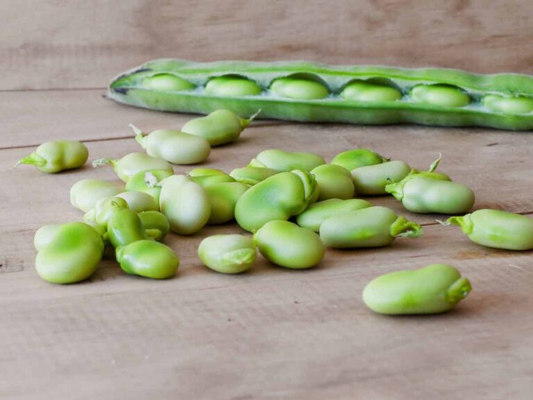 5 Fascinating Facts About Fordhook Lima Beans Minneopa Orchards
