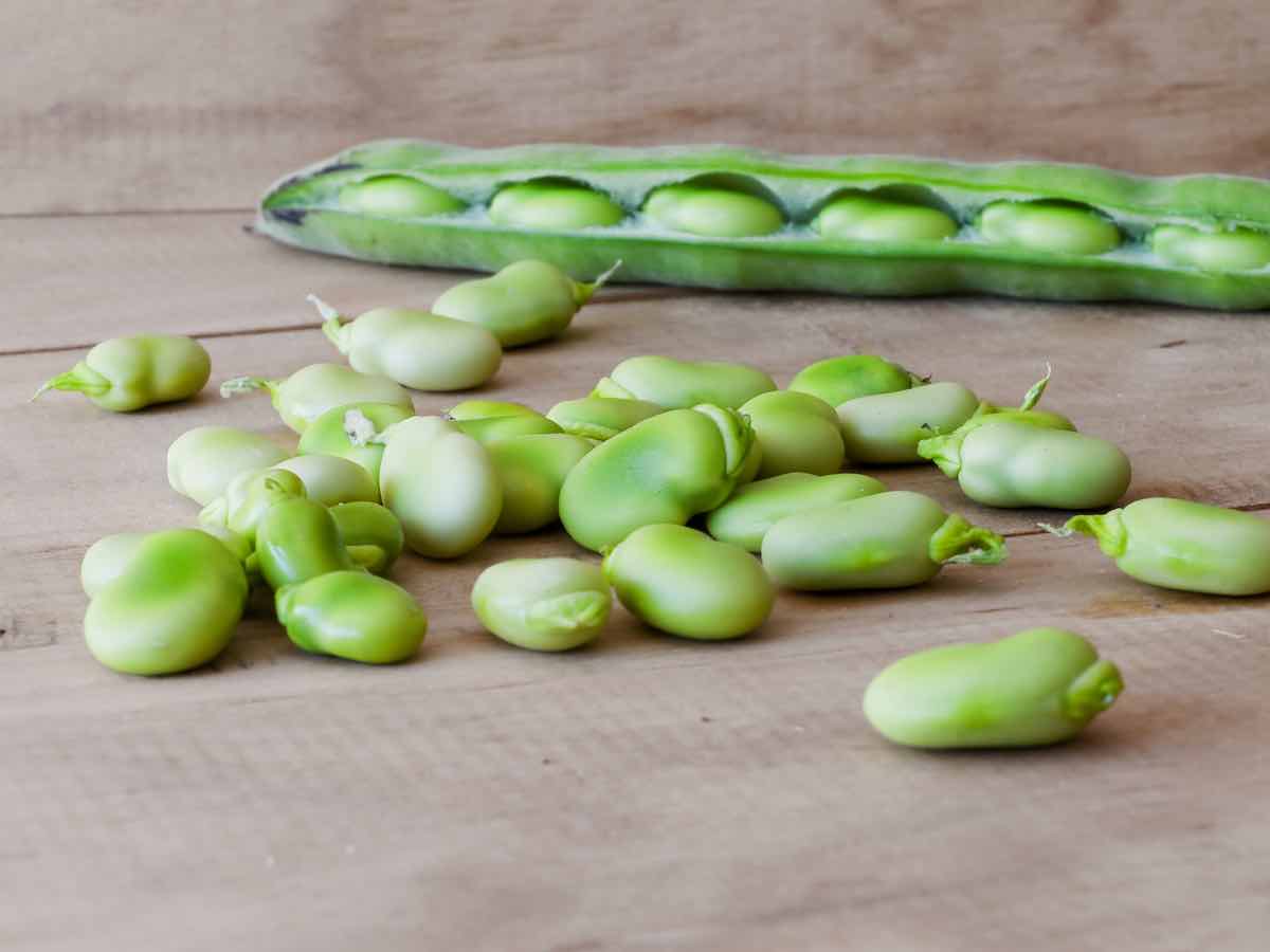 5 Fascinating Facts About Fordhook Lima Beans Minneopa Orchards