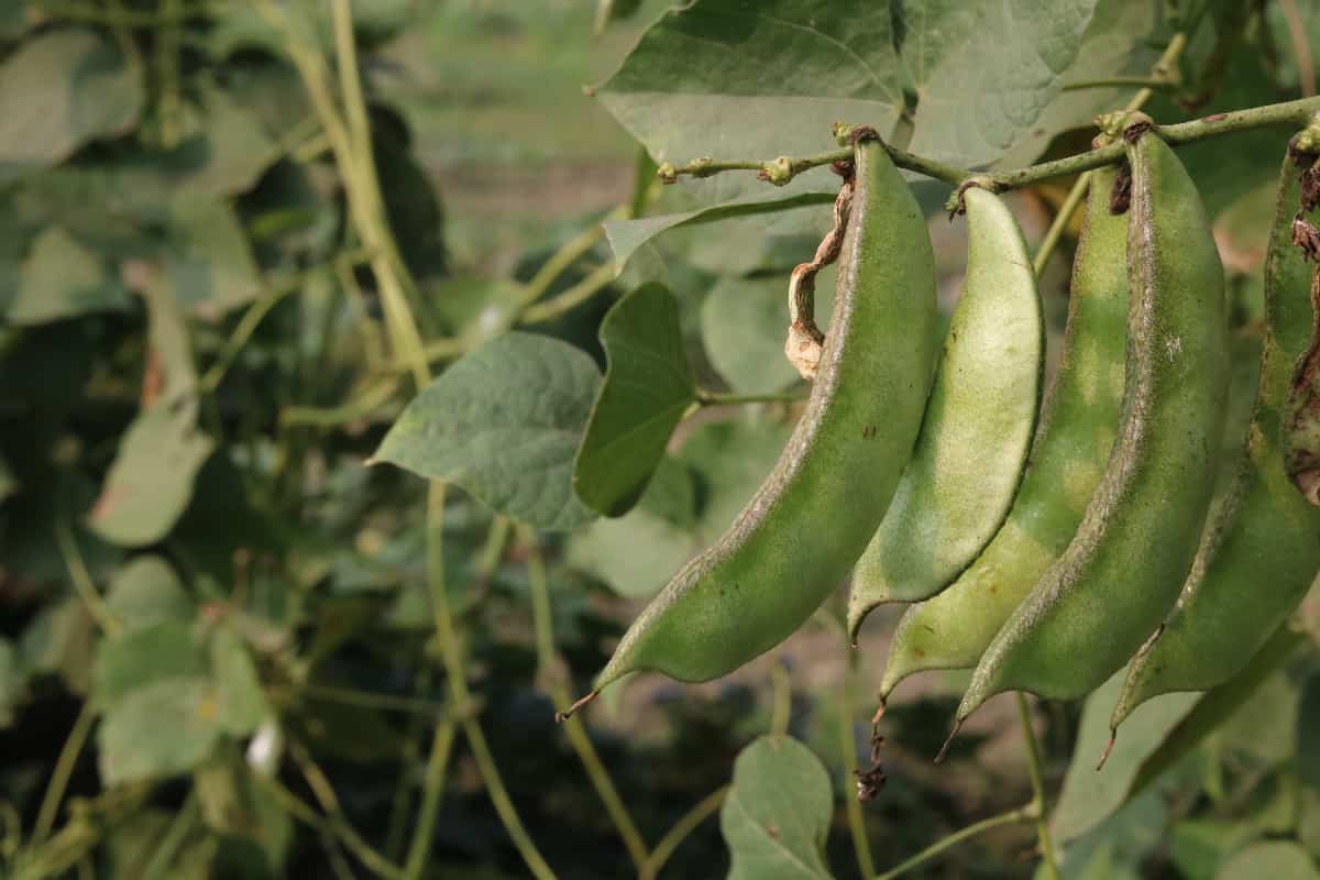 All About White Lima Beans Minneopa Orchards