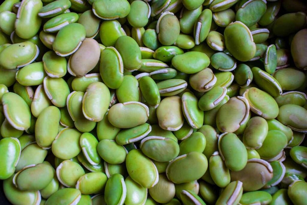 5 Fascinating Facts About Fordhook Lima Beans Minneopa Orchards