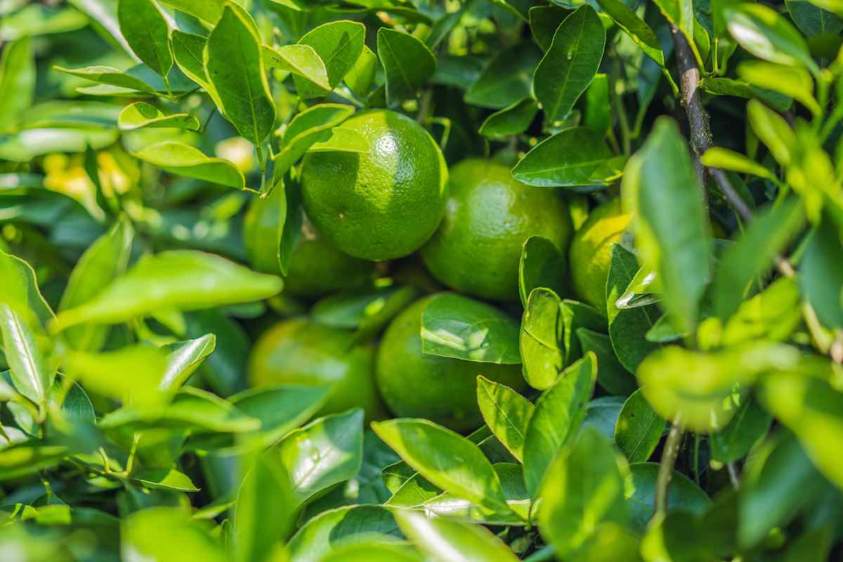 6 Interesting Facts About The Owari Satsuma Mandarin Minneopa Orchards