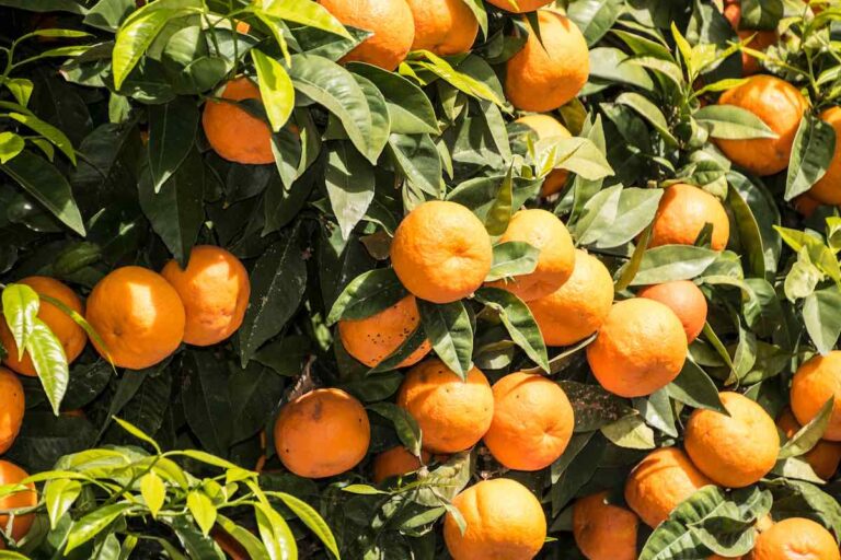 6 Interesting Facts About The Owari Satsuma Mandarin Minneopa Orchards