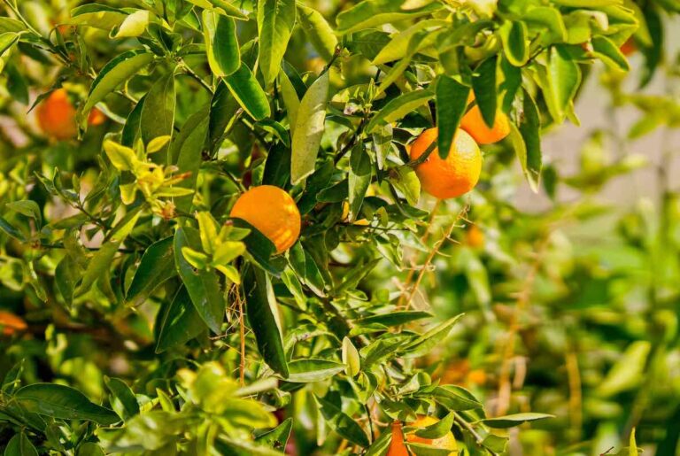 6 Interesting Facts About The Owari Satsuma Mandarin Minneopa Orchards