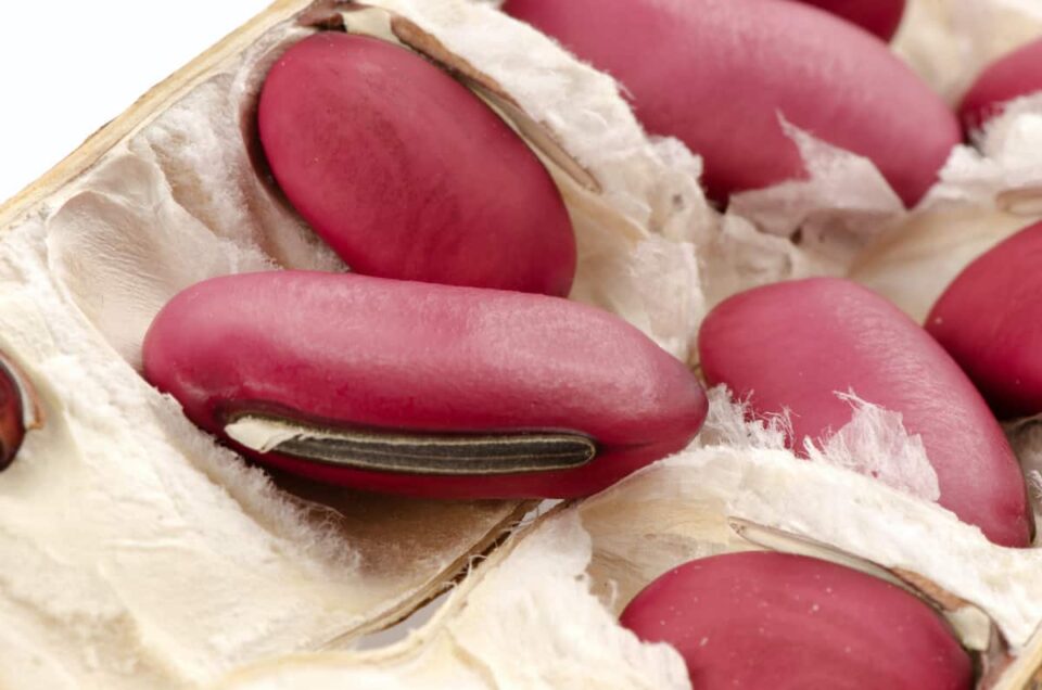 All About Sword Beans Minneopa Orchards