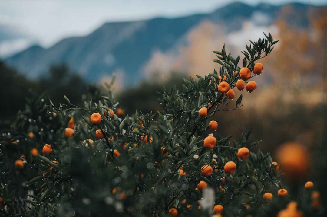 pixie mandarin