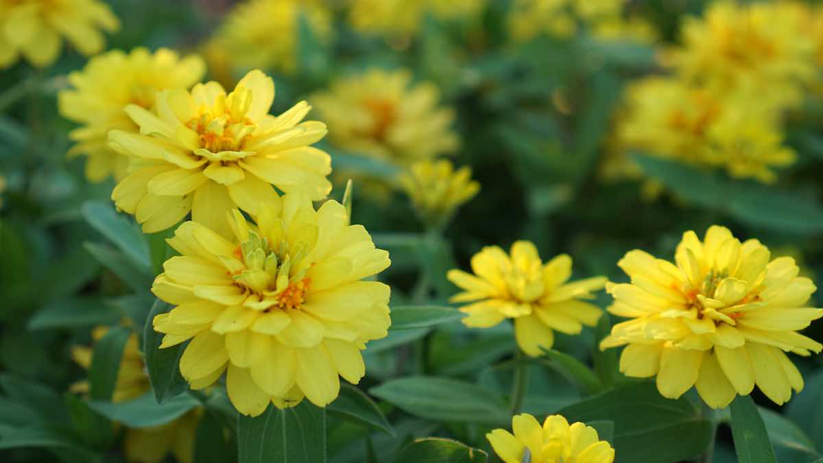 7 Important Facts About The Profusion Zinnia Minneopa Orchards