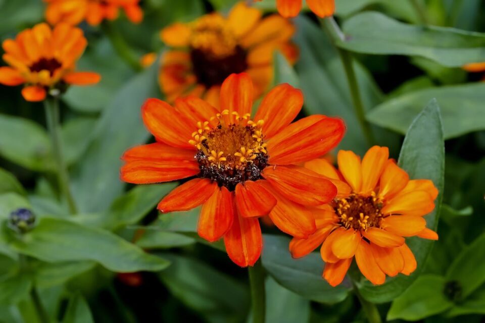 7 Important Facts About The Profusion Zinnia Minneopa Orchards