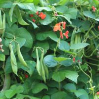Scarlet runner pole bean plant and pods.