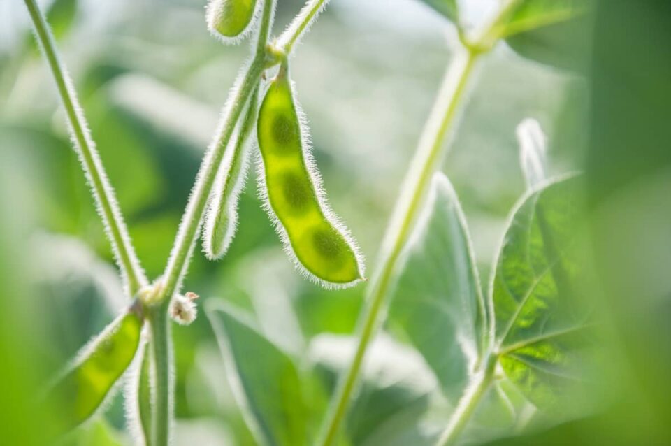 Black Soybeans Minneopa Orchards