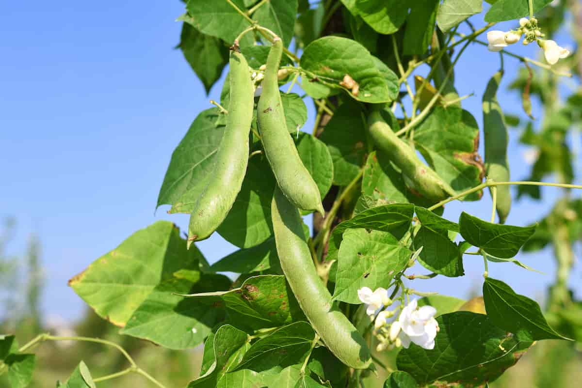 Dark Red Kidney Beans Minneopa Orchards